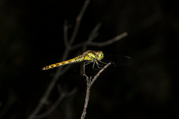 Dragonflies Macro photography in the countryside of Sardinia Italy, Particular, Details