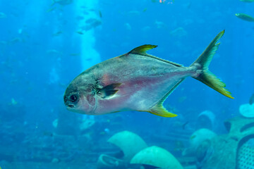 Trachinotus blochii or snubnose pompano in Atlantis, Sanya, Hainan, China.. Pompanos are marine fishes in the genus Trachinotus in the family Carangidae (better known as "jacks").