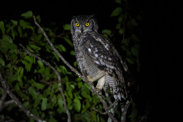 spotted eagle owl
