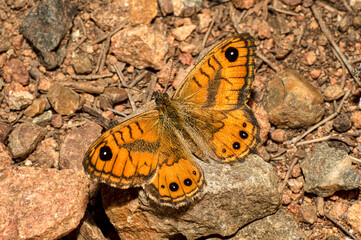 Close Up Photography Lasiommata Megera Photographed in Sardinia