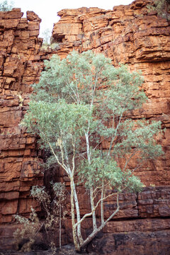 Trees growing against rock formation at desert
