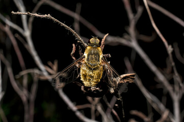 Moscow Villa Cingulata, Bee Fly, Photographed in Sardinia, Macro Photography