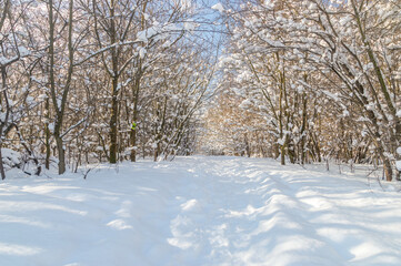 Tree grove at winter time.