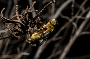 Moscow Villa Cingulata, Bee Fly, Photographed in Sardinia, Macro Photography