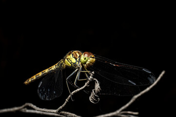 Dragonflies Macro photography in the countryside of Sardinia Italy, Particular, Details