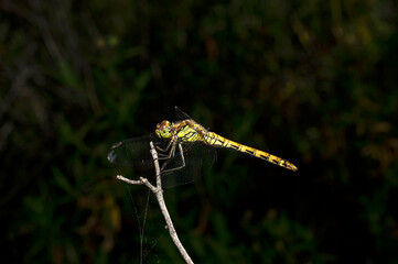Dragonflies Macro photography in the countryside of Sardinia Italy, Particular, Details