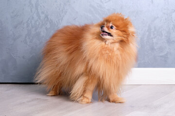 a red-haired pomeranian after grooming shows off his haircut on a gray background