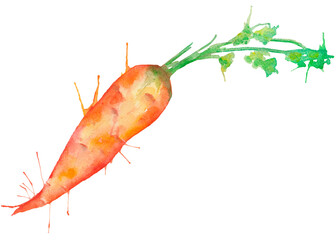 vegetable, orange carrot, gardening, watercolor