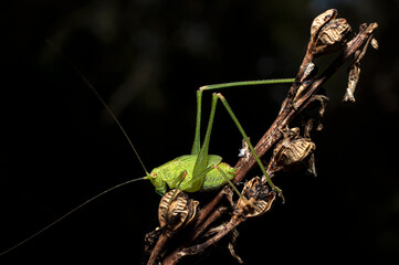 Green Grasshopper Common Grasshopper Phaneroptera Photographed in Sardinia, Macro Photography