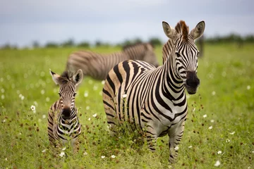 Schilderijen op glas zebra moeder en baby in het wild © Jurgens