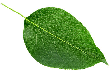 Green pear leaf isolated on white background.