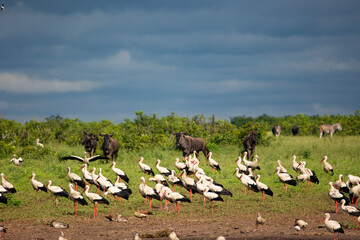 a flock of white storks