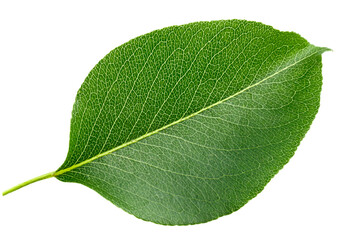 Obraz premium Green pear leaf isolated on white background.