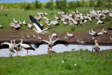 a flock of white storks