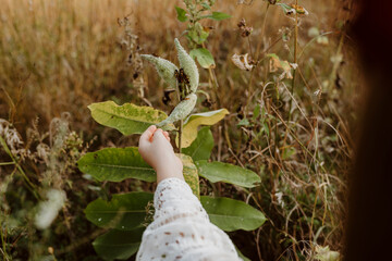 Cropped hand of girl touching plant with insects on it at field