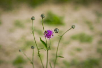 Summer painting, flower, purple flower, a bee collects honey on a flower, the heat of June