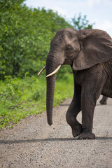 Obraz premium African elephant in the road