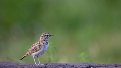 sabota lark