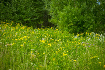 Summer painting, flowers, wildflowers, forest and field, June, meadow grasses, yellow summer flowers, tansy
