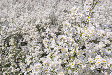 Beautiful white cutter flowers blooming in the garden.