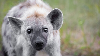 portrait of a spotted hyena cub