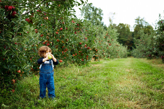 Baby boy holding apple looking away while standing on grassy field at orchard