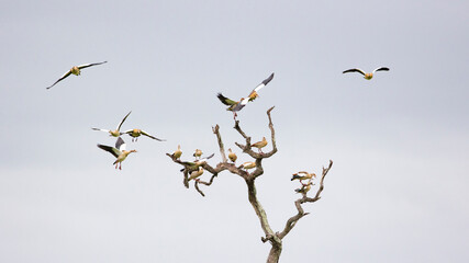 Egyptian geese in flight