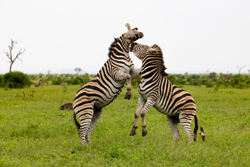 Fototapeta na wymiar Zebras fighting