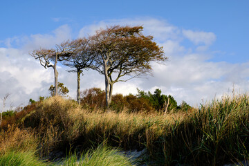 Lichtstimmung im Dar&szlig;er Urwald und am Dar&szlig;er Weststrand, Nationalpark Vorpommersche Boddenlandschaft, Mecklenburg Vorpommern, Deutschland