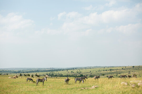 Zebras on field at Serengeti National Park against sky