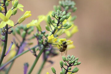 Abeja en flores, close up