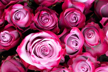 Pink rose flowers background