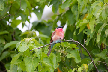 carmine bee-eater