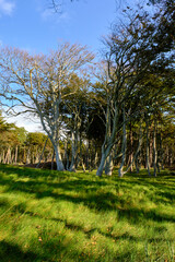 Lichtstimmung im Darßer Urwald und am Darßer Weststrand, Nationalpark Vorpommersche Boddenlandschaft, Mecklenburg Vorpommern, Deutschland