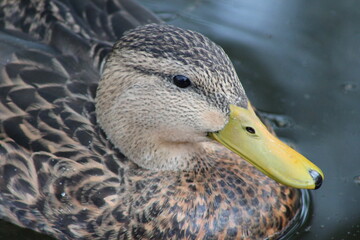 Pato con manchas visto de cerca