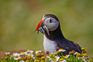 summer portrait of puffin bird in Skomer Island in Wales
