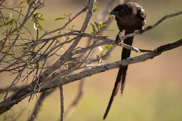magpie shrike
