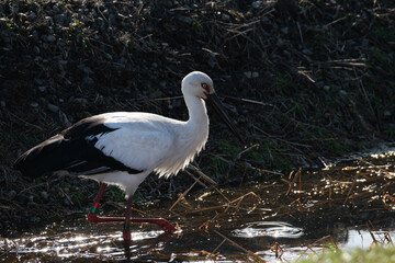 水路でゆっくり餌を探すコウノトリ