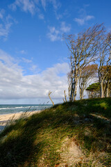 Lichtstimmung im Darßer Urwald und am Darßer Weststrand, Nationalpark Vorpommersche Boddenlandschaft, Mecklenburg Vorpommern, Deutschland
