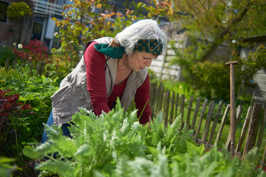 Senior woman gardening at backyard