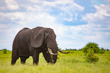 African elephant with a floppy ear in Kruger national park