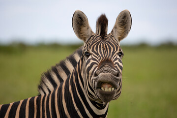 Fototapeta na wymiar zebra showing his teeth