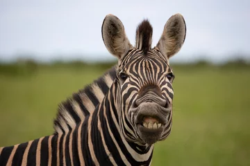 Gordijnen zebra showing his teeth © Jurgens