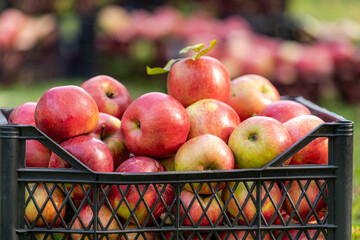 Harvesting of red apples in black plastic box. Agriculture and gardening concept.