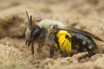 Closeup of a female grey-backed mining bee , Andrena vaga loaded with yellow pollen of Willow , Salix 