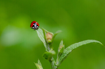 Little ladybug on the grass