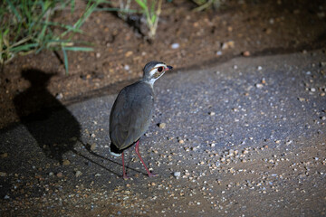 bronze winged courser