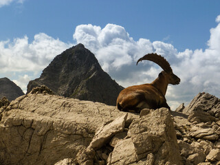 Steinbock in den Allgäuer Alpen