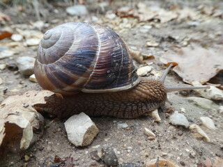 Weinbergschnecke kriecht über den Boden