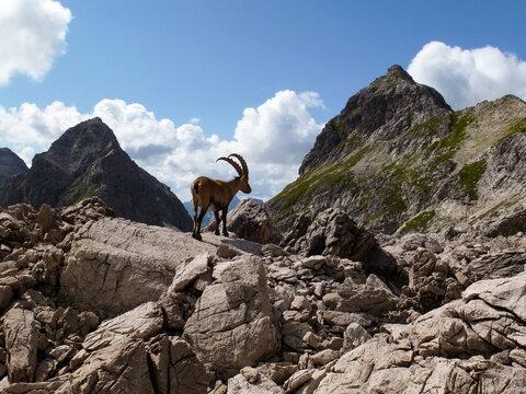 Steinbock im Rappenalptal